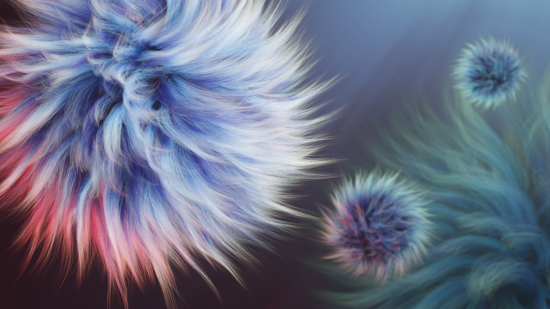 3D rendering. There are four fluffy furry spheres. The closest one is the more prominent, covering up the left half of the image. Its fur strands are blue and purple tones, fading out towards white at the end. The bottom left side is illuminated in red, the top right is more white. Far in the background to the bottom right, there is another very large fur ball. It is cyan and one can see the individual strands of which it is composed, making it look a bit like sea weed. The other two spheres are between the first two and a lot smaller. The closer one of the two is also slightly lit in red.